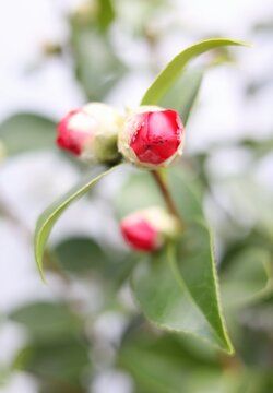 CAMELLIA JAP. 'RED' - afbeelding 2