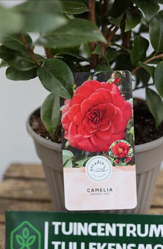 CAMELLIA JAP. 'RED' - afbeelding 3