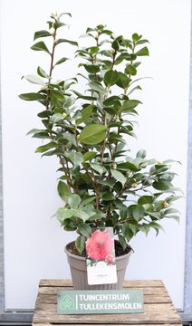 CAMELLIA JAP. 'RED' - afbeelding 1