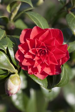 Camellia japonica Black Lace - afbeelding 2