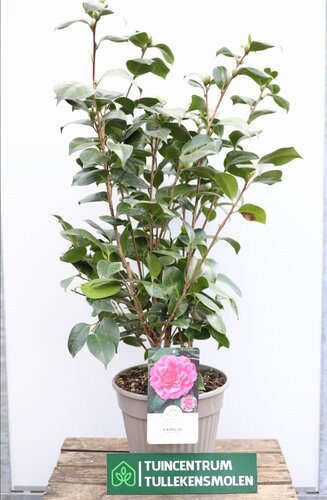 Camellia Japonica 'PINK' - afbeelding 1