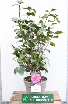 Camellia Japonica 'PINK' - afbeelding 1