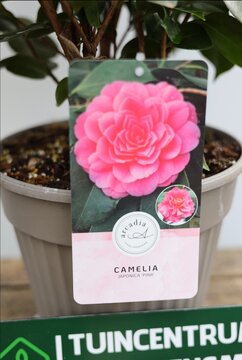 Camellia Japonica 'PINK' - afbeelding 2