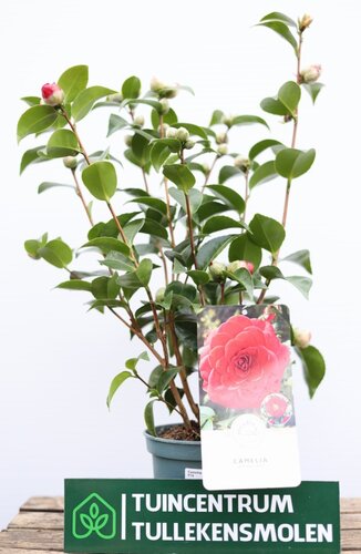 Camellia Japonica. Red/Pink - afbeelding 1