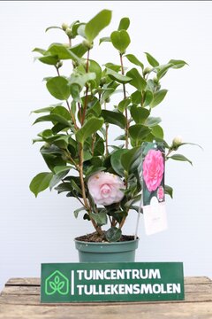 Camellia Japonica. Red/Pink - afbeelding 3