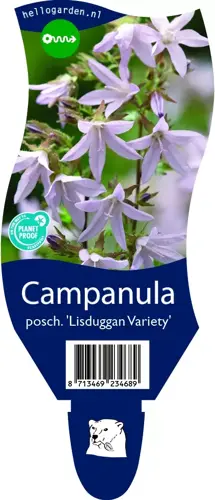 Campanula posch. 'Lisduggan Var.'