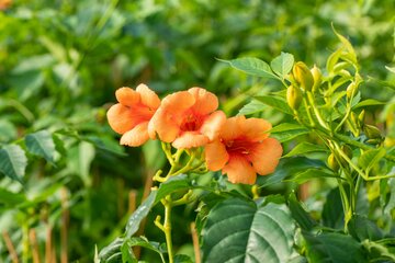 Campsis tag. 'Indian Summer'