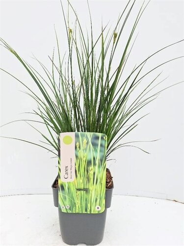 Carex Brunnea Magic Green