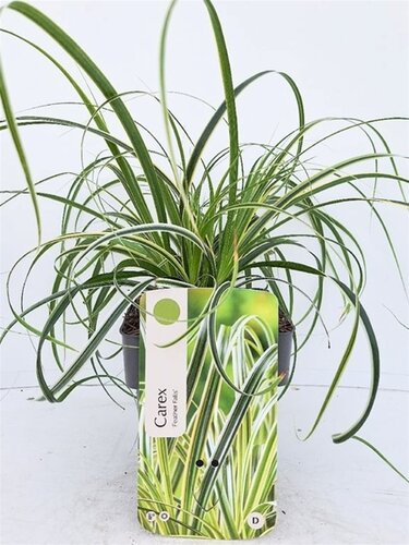Carex Feather Falls