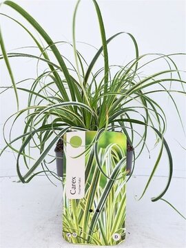 Carex Feather Falls