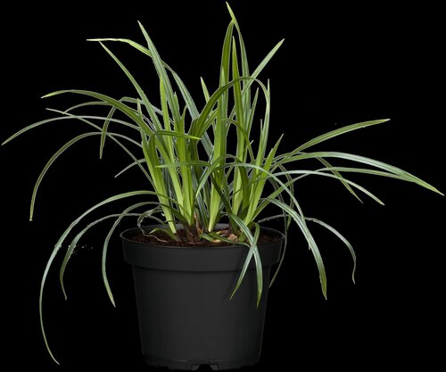 Carex 'Irish Green' - afbeelding 1