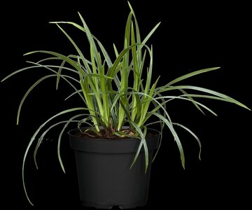 Carex 'Irish Green' - afbeelding 1