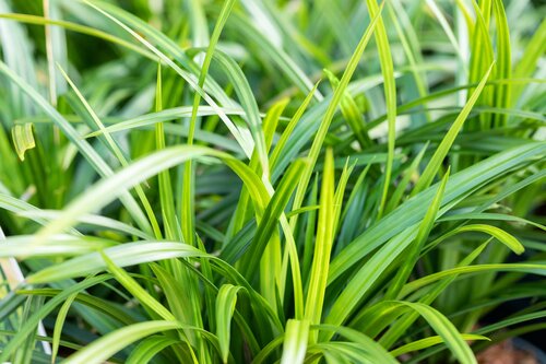 Carex 'Irish Green' - afbeelding 2