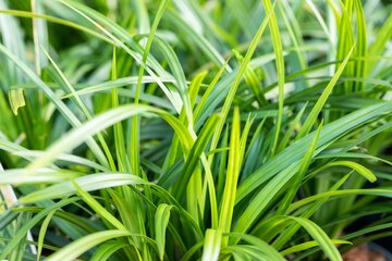 Carex 'Irish Green' - afbeelding 2
