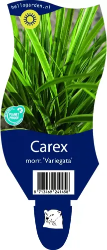 Carex morr. 'Variegata'