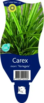 Carex morr. 'Variegata'