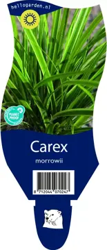 Carex morrowii