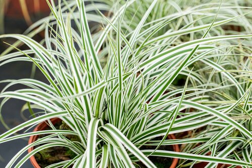 Carex Oshimensis Everest - afbeelding 2