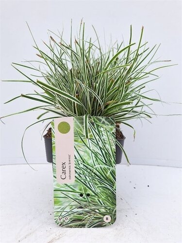 Carex Oshimensis Everest - afbeelding 1