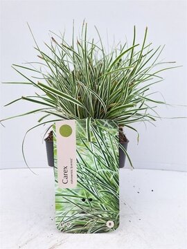 Carex Oshimensis Everest - afbeelding 1