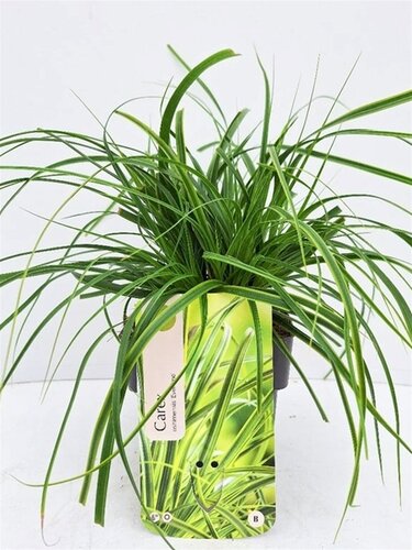 Carex Oshimensis Everlime