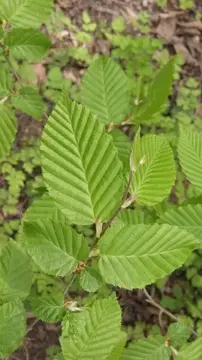 Carpinus betulus 125-150 cm. - afbeelding 1