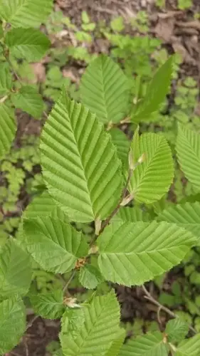Carpinus betulus 175-200 cm.
