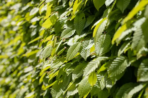 Carpinus betulus 80-100 cm. - afbeelding 3