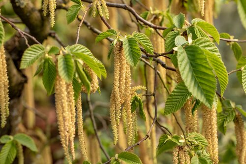 Carpinus Betulus 80 - 100cm - afbeelding 1