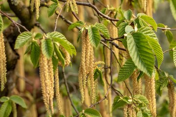 Carpinus Betulus 80 - 100cm - afbeelding 1
