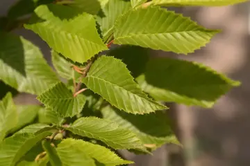 Carpinus betulus 'Fastigiata' Gewone haagbeuk