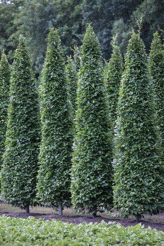Carpinus betulus 'Fastigiata' Zuilvormig - afbeelding 2
