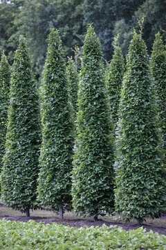 Carpinus betulus 'Fastigiata' Zuilvormig - afbeelding 2
