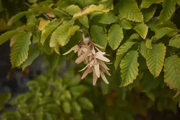 Carpinus betulus Gewone haagbeuk - afbeelding 1