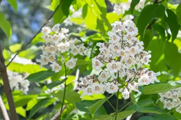 Catalpa bignonioides 'Nana' Bolcatalpa - afbeelding 1