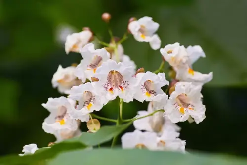 Catalpa bignonioides 'Nana' Bolcatalpa - afbeelding 2