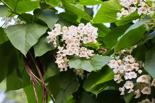 Catalpa bignonioides 'Nana' Bolcatalpa - afbeelding 3