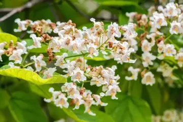 Catalpa bignonioides 'Nana' Bolcatalpa - afbeelding 4