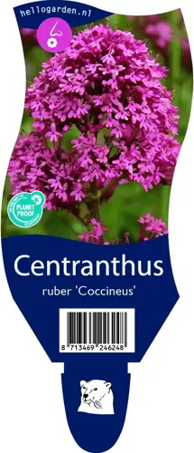 Centranthus r. 'Coccineus'