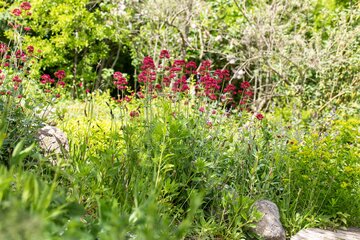 Centranthus ruber 'Coccineus'