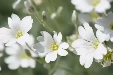 Cerastium tomentosum