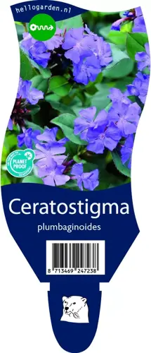 Ceratostigma plumbaginoides