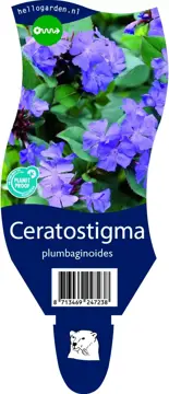 Ceratostigma plumbaginoides