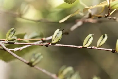 Cercidiphyllum japonicum Katsuraboom - afbeelding 1