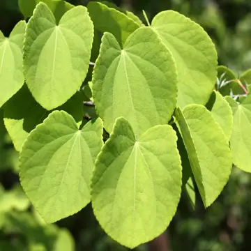 Cercidiphyllum japonicum Katsuraboom - afbeelding 2