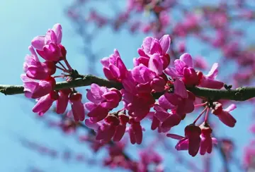 Cercis siliquastrum Judasboom - afbeelding 1