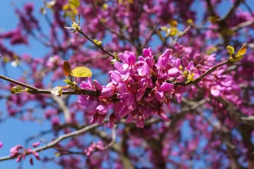 Cercis siliquastrum Judasboom - afbeelding 2