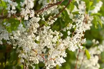 Fallopia baldschuanica