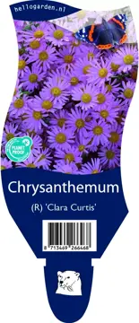 Chrysanthemum (R) 'Clara Curtis'