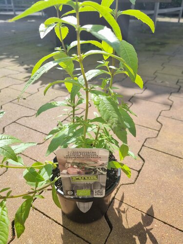 Citroenverbena Biologisch